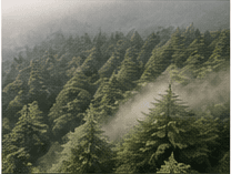 Mist moving through a dense evergreen forest